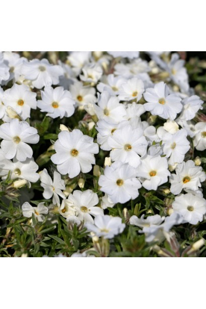 Білі квіти флокса дугласа в квітнику